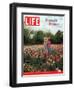 Two Girls Sharing a Secret Standing in Tulip Beds at a Dallas Flower Show, April 29, 2005-Greg Miller-Framed Photographic Print