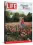 Two Girls Sharing a Secret Standing in Tulip Beds at a Dallas Flower Show, April 29, 2005-Greg Miller-Stretched Canvas