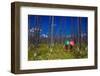 Two Girls with Parasols in Burnt Forest, Yellowstone National Park, Wyoming-Laura Grier-Framed Photographic Print