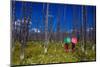 Two Girls with Parasols in Burnt Forest, Yellowstone National Park, Wyoming-Laura Grier-Mounted Photographic Print