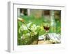 Two Glasses of Red Wine in Springtime Garden-Christine Gillé-Framed Photographic Print