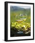 Two Glasses of White Wine Against the Friaul Landscape of Italy-Herbert Lehmann-Framed Premium Photographic Print