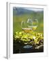 Two Glasses of White Wine Against the Friaul Landscape of Italy-Herbert Lehmann-Framed Photographic Print