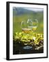 Two Glasses of White Wine Against the Friaul Landscape of Italy-Herbert Lehmann-Framed Photographic Print