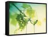 Two Glasses of White Wine; Green Grape Backdrop-Bodo A^ Schieren-Framed Stretched Canvas