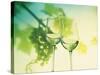 Two Glasses of White Wine; Green Grape Backdrop-Bodo A^ Schieren-Stretched Canvas