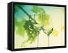 Two Glasses of White Wine; Green Grape Backdrop-Bodo A^ Schieren-Framed Stretched Canvas