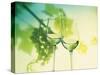 Two Glasses of White Wine; Green Grape Backdrop-Bodo A^ Schieren-Stretched Canvas