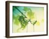 Two Glasses of White Wine; Green Grape Backdrop-Bodo A^ Schieren-Framed Photographic Print