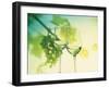 Two Glasses of White Wine; Green Grape Backdrop-Bodo A^ Schieren-Framed Photographic Print