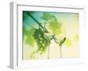 Two Glasses of White Wine; Green Grape Backdrop-Bodo A^ Schieren-Framed Photographic Print