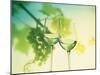 Two Glasses of White Wine; Green Grape Backdrop-Bodo A^ Schieren-Mounted Photographic Print