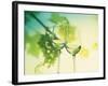 Two Glasses of White Wine; Green Grape Backdrop-Bodo A^ Schieren-Framed Photographic Print