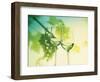Two Glasses of White Wine; Green Grape Backdrop-Bodo A^ Schieren-Framed Photographic Print