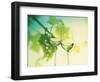 Two Glasses of White Wine; Green Grape Backdrop-Bodo A^ Schieren-Framed Photographic Print