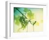 Two Glasses of White Wine; Green Grape Backdrop-Bodo A^ Schieren-Framed Photographic Print