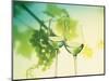 Two Glasses of White Wine; Green Grape Backdrop-Bodo A^ Schieren-Mounted Photographic Print