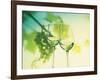 Two Glasses of White Wine; Green Grape Backdrop-Bodo A^ Schieren-Framed Photographic Print