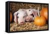 Two Gloucester Old Spot Piglets with Pumpkins-null-Framed Stretched Canvas