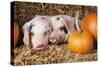 Two Gloucester Old Spot Piglets with Pumpkins-null-Stretched Canvas