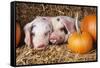 Two Gloucester Old Spot Piglets with Pumpkins-null-Framed Stretched Canvas