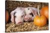 Two Gloucester Old Spot Piglets with Pumpkins-null-Stretched Canvas