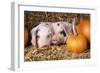 Two Gloucester Old Spot Piglets with Pumpkins-null-Framed Photographic Print