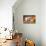 Two Gloucester Old Spot Piglets with Pumpkins-null-Mounted Photographic Print displayed on a wall