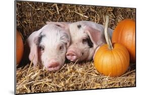 Two Gloucester Old Spot Piglets with Pumpkins-null-Mounted Photographic Print