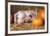 Two Gloucester Old Spot Piglets with Pumpkins-null-Framed Photographic Print