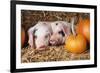 Two Gloucester Old Spot Piglets with Pumpkins-null-Framed Photographic Print