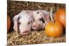 Two Gloucester Old Spot Piglets with Pumpkins-null-Mounted Photographic Print