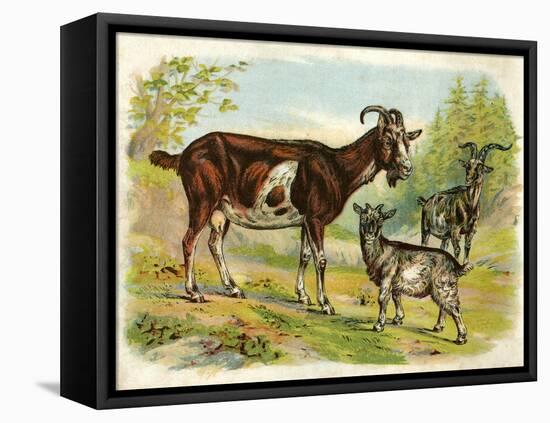 Two Goats and a Kid-null-Framed Stretched Canvas