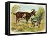 Two Goats and a Kid-null-Framed Stretched Canvas