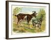 Two Goats and a Kid-null-Framed Art Print