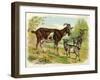 Two Goats and a Kid-null-Framed Art Print