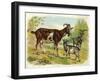 Two Goats and a Kid-null-Framed Art Print