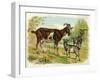 Two Goats and a Kid-null-Framed Art Print