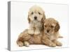 Two Golden Cockerpoo (Cocker Spaniel X Poodle) Puppies-Mark Taylor-Stretched Canvas