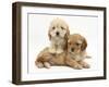 Two Golden Cockerpoo (Cocker Spaniel X Poodle) Puppies-Mark Taylor-Framed Photographic Print