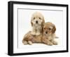 Two Golden Cockerpoo (Cocker Spaniel X Poodle) Puppies-Mark Taylor-Framed Photographic Print