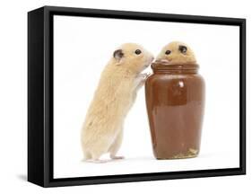 Two Golden Hamsters Playing with a China Pot-Mark Taylor-Framed Stretched Canvas