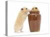 Two Golden Hamsters Playing with a China Pot-Mark Taylor-Stretched Canvas