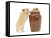 Two Golden Hamsters Playing with a China Pot-Mark Taylor-Framed Stretched Canvas