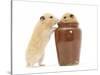 Two Golden Hamsters Playing with a China Pot-Mark Taylor-Stretched Canvas