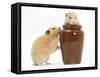 Two Golden Hamsters Playing with a China Pot-Mark Taylor-Framed Stretched Canvas