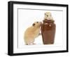 Two Golden Hamsters Playing with a China Pot-Mark Taylor-Framed Premium Photographic Print