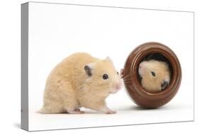 Two Golden Hamsters Playing with a China Pot-Mark Taylor-Stretched Canvas