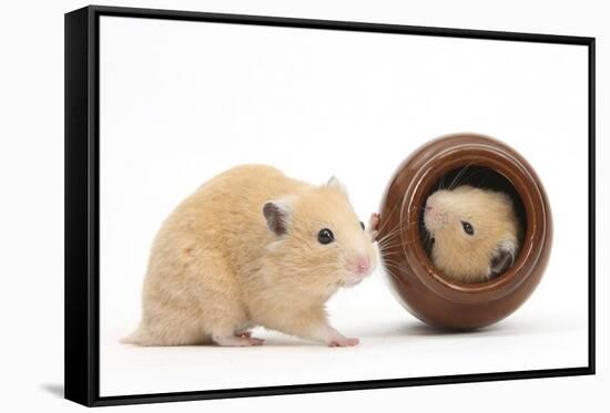 Two Golden Hamsters Playing with a China Pot-Mark Taylor-Framed Stretched Canvas