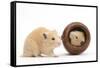 Two Golden Hamsters Playing with a China Pot-Mark Taylor-Framed Stretched Canvas